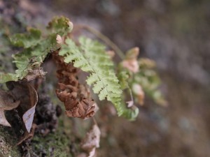 ferns-on-rocky-outcrop-1-11-2009-5-30-04-pm