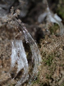 ice-pushing-moss-1-11-2009-5-34-17-pm