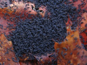 collembola-orgy-11-27-2007-3-20-00-pm