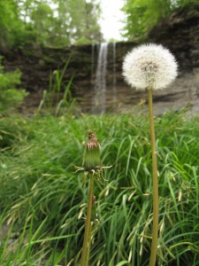 dandelion-falls-2007-05-26-3-05-02-pm