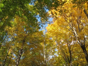 fall-in-jennings-woods-10-20-2007-11-45-55-am