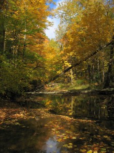 fall-in-jennings-woods-10-20-2007-11-53-07-am