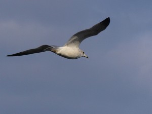 ferry-ride-10-16-2008-9-43-14
