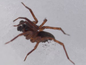 icy-spider-2-1-2009-4-49-57