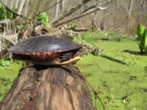 jennings-oxbow-and-three-legged-turtle-2007-04-29-11-10-33-am