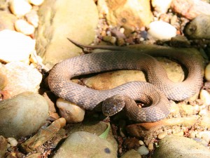 jennings-woods-water-snake-6-6-2007-10-19-07-am