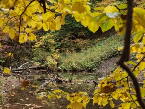 jennings-stream-10-14-2008-11-16-35-am