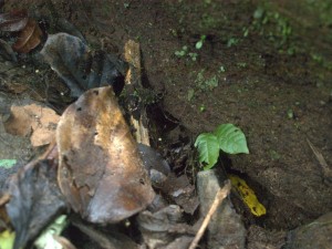 attempt-at-a-coral-snake-4-1-2009-6-18-29-am