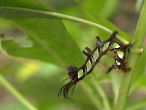 caterpillar-3-30-2009-2-07-16-pm