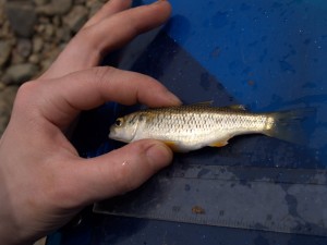 Mountain Mullet