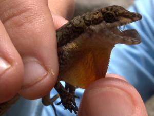norops-oxylophus-stream-anole-4-1-2009-9-59-40-am