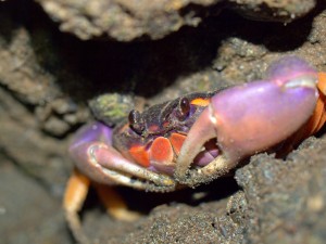 Purple-Orange Crab Let me know if you know the sepcies or group