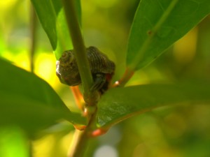 Tree Hermit crab