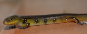 skink-diploglossus-bilobatus-3-29-2009-2-44-38-pm