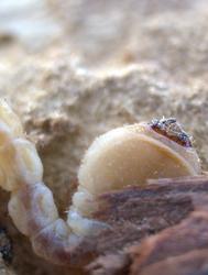 Beetle or fly larva 4-26-2009 9-37-56 AM.jpg