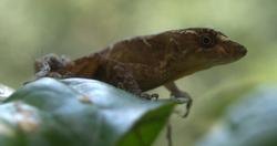 Anole - Norops humilis 4-2-2009 11-24-07 AM.jpg