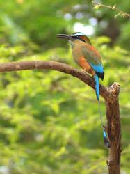 Turquoise-browed motmot - Eumomota superciliosa 4-23-2009 3-05-46 PM.jpg