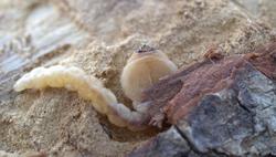 Beetle or fly larva 4-26-2009 9-38-11 AM.jpg