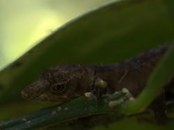 Anole - Norops humilis 4-2-2009 11-23-53 AM.jpg