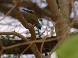 Turquoise-browed motmot - Eumomota superciliosa 4-23-2009 3-03-42 PM.jpg