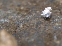 Lichen bug 3-30-2009 9-03-12.jpg