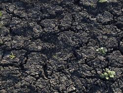 Dry earth 4-26-2009 4-47-06 PM.jpg