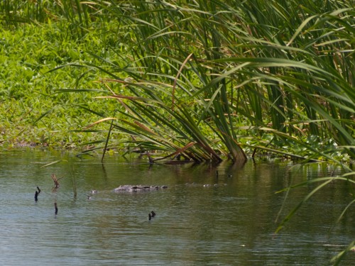 american-crocodile-crocodilia-acutus-05152009-125155