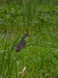 bare-throated-tiger-heron-tigrisoma-mecicanum-05.03.2009-16.08.29.jpg