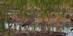 bare-throated-tiger-heron-tigrisoma-mecicanum-05.03.2009-16.10.22.jpg