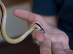 biting-rear-fanged-coniophanes-piceivittis-05212009-094345