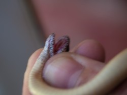 biting-rear-fanged-coniophanes-piceivittis-05212009-094402