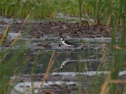 black-necked-stilt-himantopus-mixicanus-05.03.2009-16.12.04.jpg