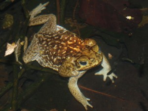 bufonidae-bufo-marinus-04302009-221849