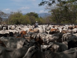 cattle-round-up-05082009-100724