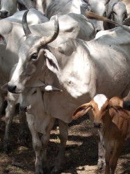 cattle-round-up-05082009-101031