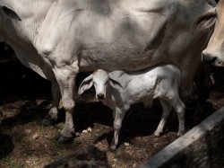 cattle-round-up-05082009-101811