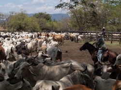 cattle-round-up-05082009-103950