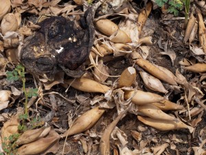 dead-toad-04302009-125626