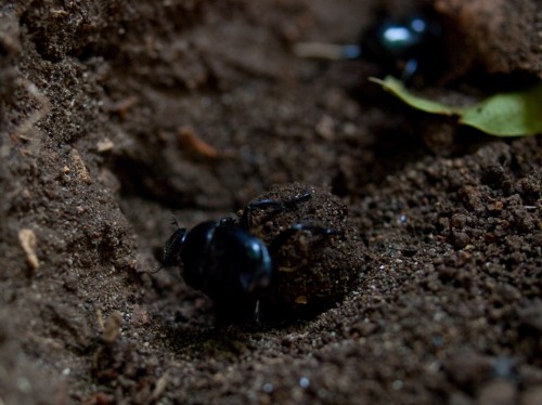 dung-beetles-rolling-05212009-152653