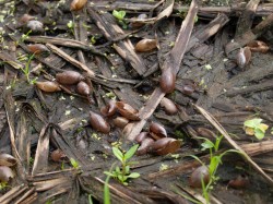 empty-snail-shells-possibly-at-limpkin-feeding-site-05232009-091840 Figure 1 - Potentia limpkin feeding site