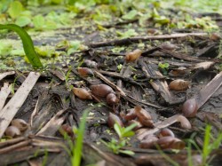 empty-snail-shells-possibly-at-limpkin-feeding-site-05232009-091854 Figure 2 - Potential limpkin feeding site