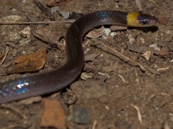 enulius-flavitorques-longtailed-snake-05222009-102424