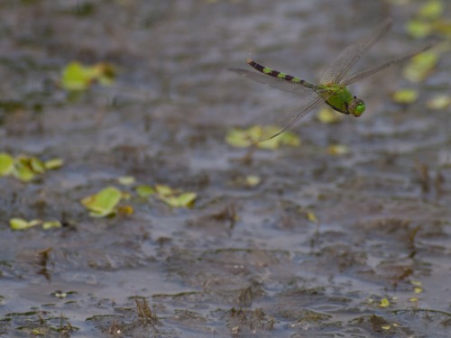 fying-dragonfly-05102009-091740