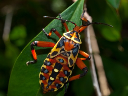 hemipteran-05222009-101632