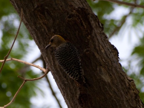 hoffmanns-woodpecker-melanerpes-hoffmannii-05182009-092052