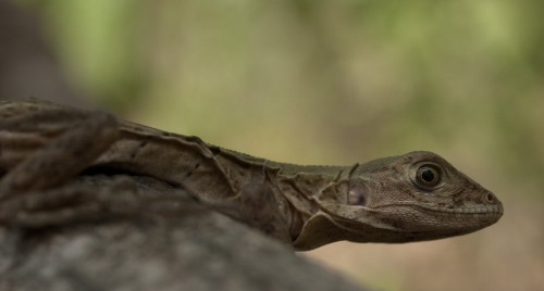 juvenile-ctenosaur-ctenosaura-similias-05062009-095742