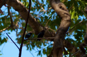 long-tailed-manakin-chiroxiphia-linearis-04282009-081747