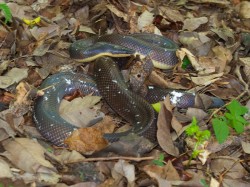 loxocemus-bicolor-sunbeam-boa-05222009-092706