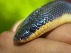 loxocemus-bicolor-sunbeam-boa-05222009-094159