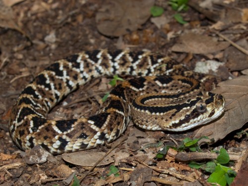 neotropical-rattlesnake-crotalus-durissus-05222009-111222